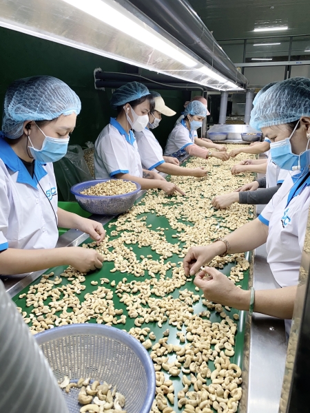  - Hạt Điều SVC - Công Ty Cổ Phần Quốc Tế SVC